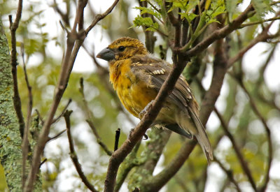 Golden Grosbeak