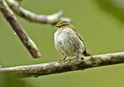 Choco Tyrannulet