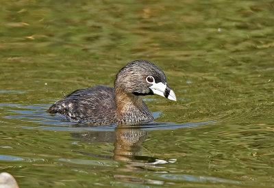 Pied-billed Grebe