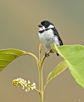 Variable Seedeater