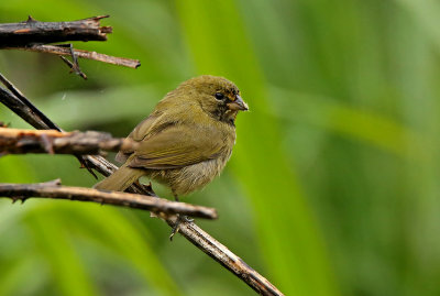 Yellow-faced Grassquit