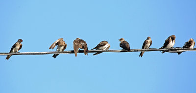 Brown-chested Martin