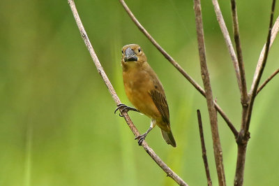 Large-billed Seedfinch