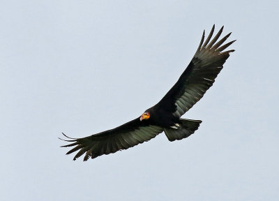 Greater Yellow-headed Vulture