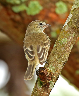 Mouse-colored Tyrannulet