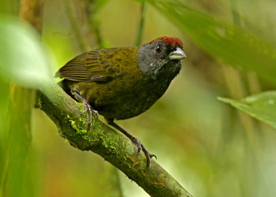 Olive Finch