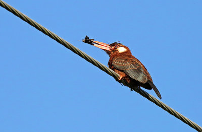 White-eared Jacamar