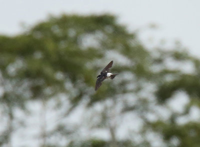 White-winged Swallow