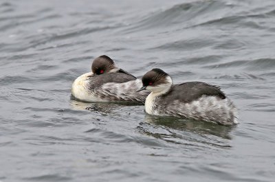 Silvery Grebe