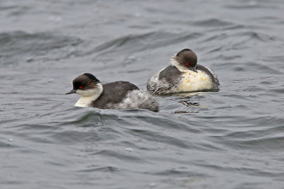 Silvery Grebe