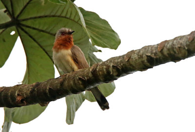 Dwarf Cuckoo