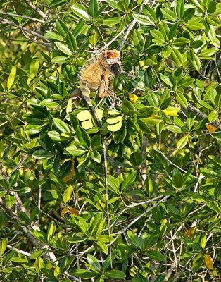 Green Iguana