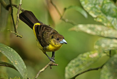 Lemon-rumped Tanager