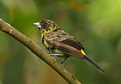 Lemon-rumped Tanager