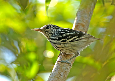 Amazonian Streaked-Antwren