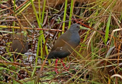 Blackish Rail