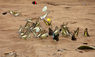 Butterflies Shiripuno