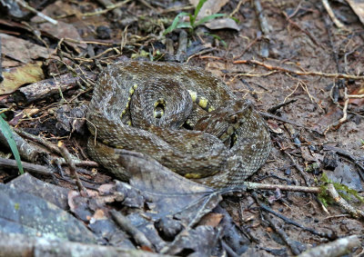 Bothrops atrox