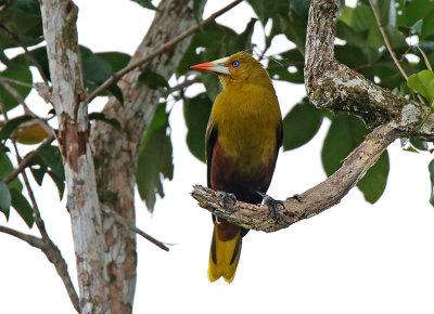 Green Oropendola