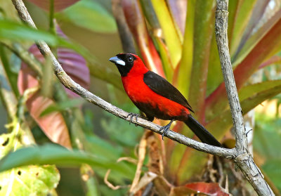 Masked Crimson-Tanager