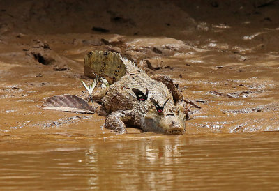 Spectacled Cayman