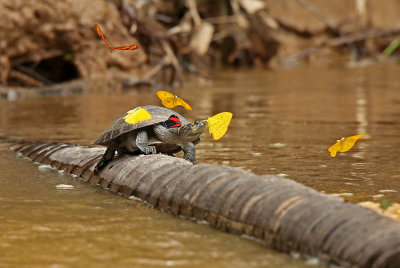 Yellow-spotted Turtle