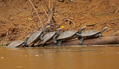 Yellow-spotted Turtle