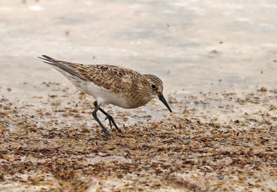 Baird's Sandpiper