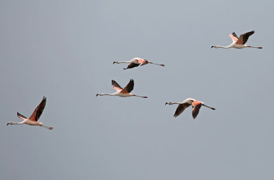 Chilean Flamingo