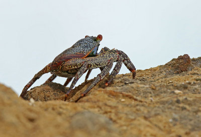 Crab Salinas