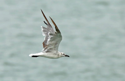 Laughing Gull