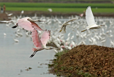 Roseate Spoonbill