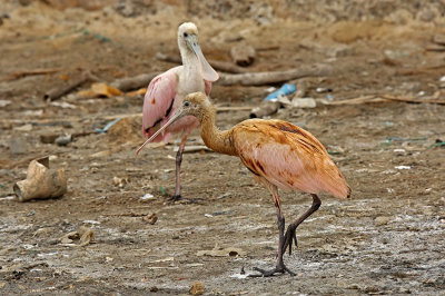 Roseate Spoonbill