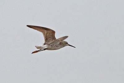 Stilt Sandpiper