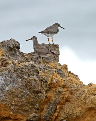 Wandering Tattler