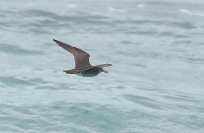 Wandering Tattler