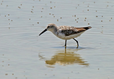 Western Sandpiper