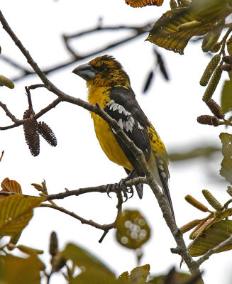 Black-backed Grosbeak