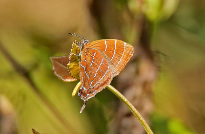 Butterfly Bellavista