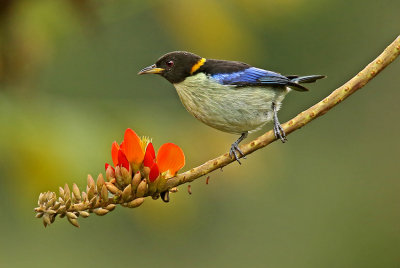 Golden-collared Honeycreeper