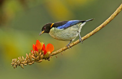 Golden-collared Honeycreeper