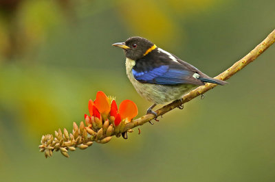 Golden-collared Honeycreeper