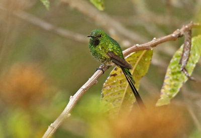 Green-tailed Trainbearer