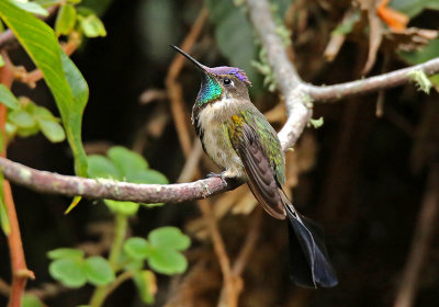 Marvelous Spatuletail