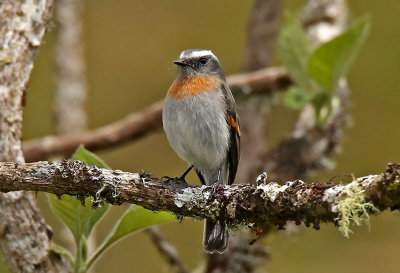 Rufous-breasted Chat-Tyrant