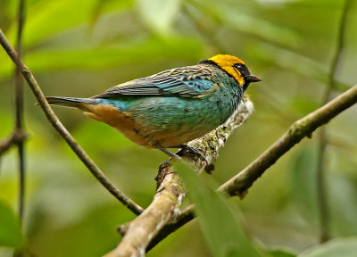 Saffron-crowned Tanager