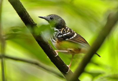 Spot-backed Antbird