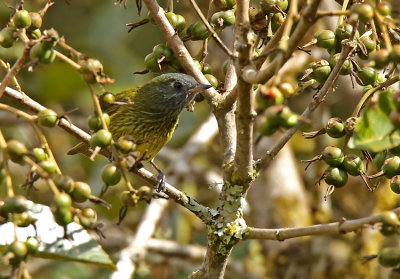 Streak-necked Flycatcher