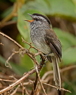 Unstreaked Tit-Tyrant