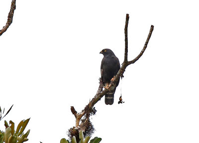 White-Rumped Hawk